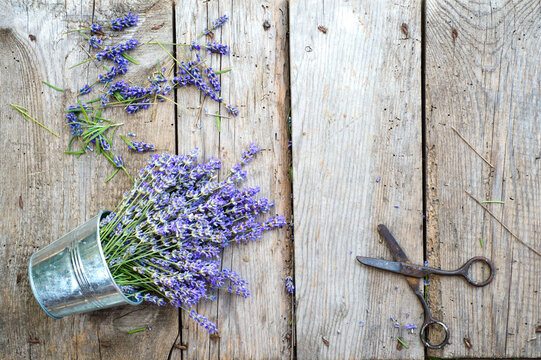 Bunch of lavender  and old scissors on a wooden background.
