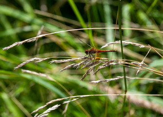 bright dragonfly resting on green leaves