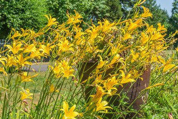Leaning Yellow Flowers