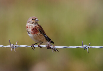 Male Linnet, Carduelis Cannabina, Sitting Perched Upright On A Barbed Wire Fence With A diffuse Background Of A Field On A Salt Marsh. Taken at Keyhaven UK