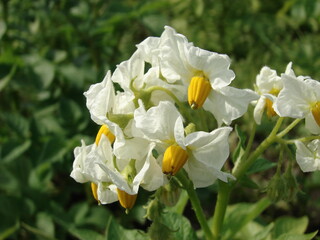 potato flower on the background