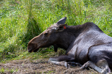 large brown moose resting in its paddock in summer