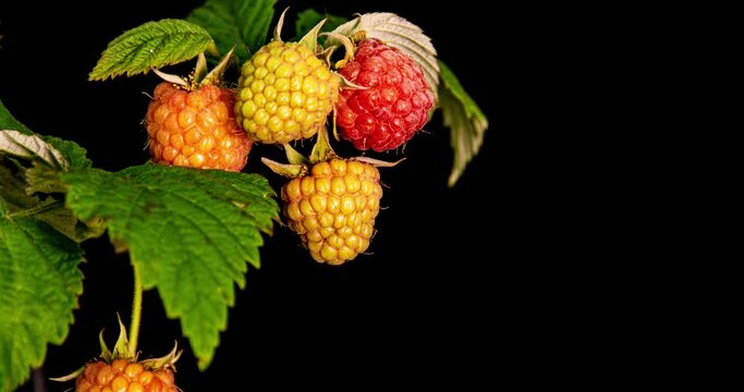 raspberries ripen on black background, close-up. 4K. Concept of fresh fruit, vitamins and natural berries
