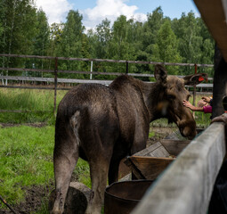 large brown moose resting in its paddock in summer