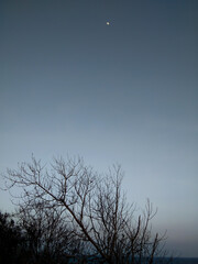 Dry tree with bald branches and the moon at the evening.