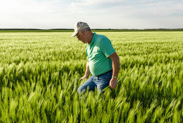 Naklejka na ściany i meble Senior farmer standing in in wheat field examining crop.