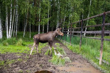 large brown moose resting in its paddock in summer