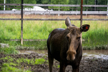 Fototapeta premium large brown moose resting in its paddock in summer