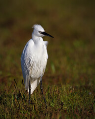 Beautiful White Little Egret, Egretta garzetta, With Upright Crest Standing Tall On A Marsh On A Diffuse Brown Background. Taken at Stanpit Marsh UK. Shows alertness, watchfulness 