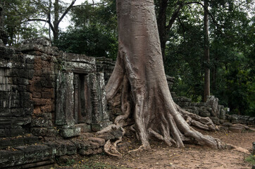 Angkor Wat ancient ruins, Khmer Empire, Siem Reap, Cambodia. Amazing exotic tree and architectural detail, close up