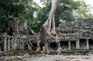Naklejka premium Angkor Wat ancient ruins, Khmer Empire, Siem Reap, Cambodia. Amazing exotic tree and architectural detail, close up