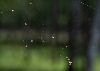 a spider web with a trapped mosquito
