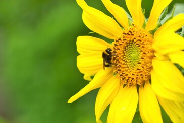 Nahaufnahme einer gelben Sonnenblume im Sommer mit einer Hummel auf der Blüte