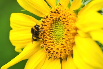 Bumblebee on a bright yellow sunflower in summer evening, Helianthus annuus
