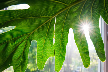 philodendron house plant with sunburst