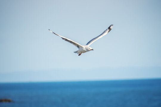typical seagull over the ocean