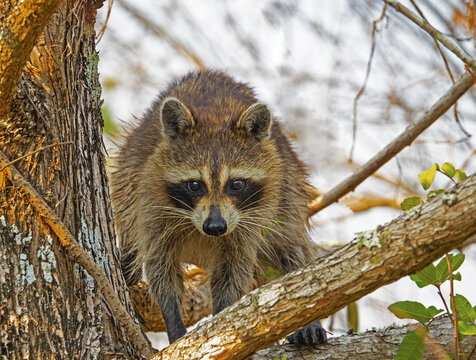 Raccoon hunts during the day. In Southwest Florida it is not uncommon to see Raccoons during the day hunting in order to avoid predators. 