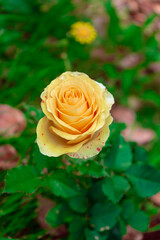 yellow rose in garden