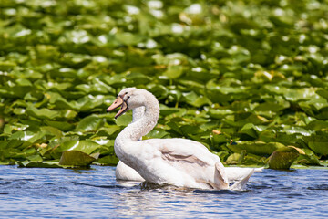 Mute Swan A1R_7218