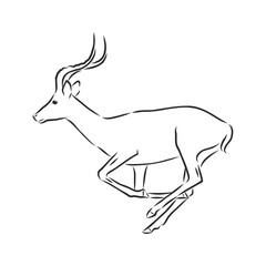 antelope sketch vector graphics black and white drawing
