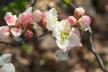 Flowering Quince (Chaenomeles speciosa) blossoms in the spring.