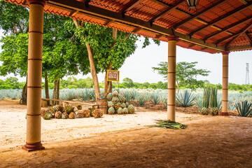 Mexican Tequila Farm Museum in Yucatan 