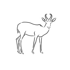 antelope sketch vector graphics black and white drawing