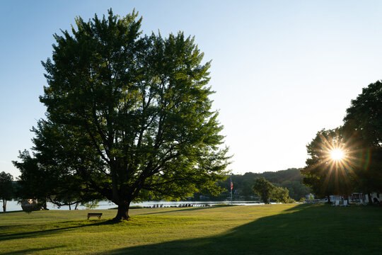 Old established Maple Tree