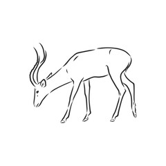 antelope sketch vector graphics black and white drawing