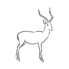 antelope sketch vector graphics black and white drawing