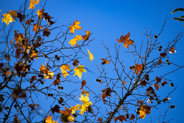 Maple leaves in autumn sunny day on deep blue sky background. 