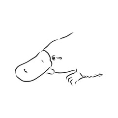 Platypus illustration, drawing, engraving, ink, line art, vector