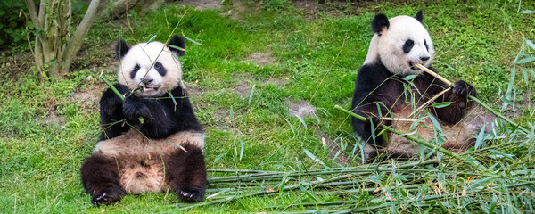 Giant pandas, bear pandas