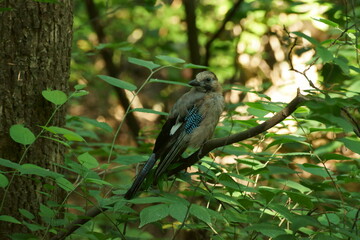 Obraz premium red billed hornbill