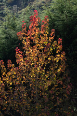Fototapeta na wymiar Single golden tree at autumn forest.