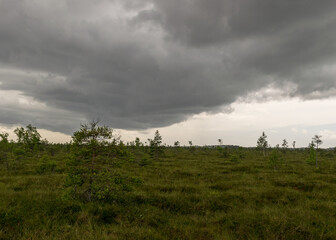 bog landscape on a summer day, bog vegetation, windy weather, Nigula Nature Reserve, Estonia