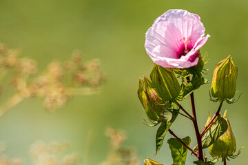 Swamp Rose Mallow A1R_7363