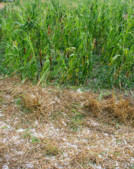 Hail damaging corn field