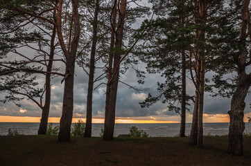 Obraz premium Pine trees in the forest