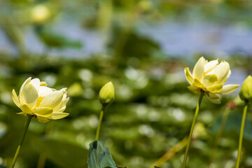 Water Lily A1R_7143