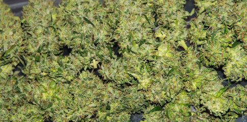 trimming marijuana buds in close-up. The culture of cultivating recreational marijuana in Canada and America in 2020.