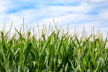 Fototapeta premium Corn Stalks