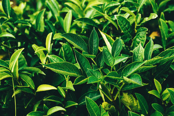 Obraz premium Green tea bud and fresh leaves. Tea plantations.