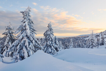 Cloudy sky. Magical winter landscape with snow covered trees at daytime