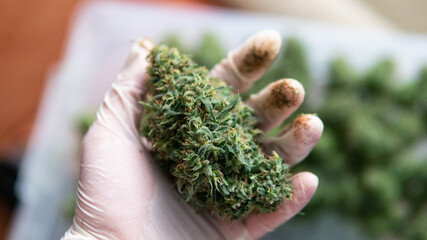 Big bud of marijuana in man's hands after trimming. The culture of smoking in the world