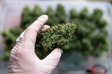 the cultivation of reclaimed marijuana worldwide. Cannabis smoking culture