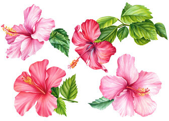 Hibiscus set, isolated white background, watercolor illustration, Pink flower - obrazy, fototapety, plakaty