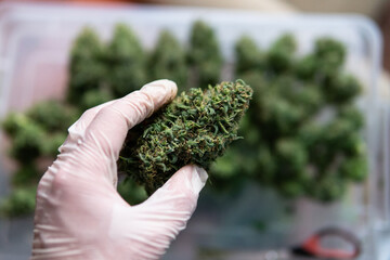 trimming marijuana buds in close-up. The culture of cultivating recreational marijuana in Canada and America in 2020.