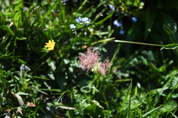 Fleurs d'alpage 21