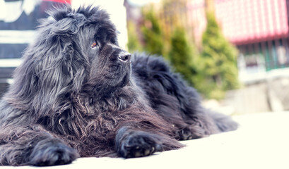 Rescue dog is lying and watching the children. Newfoundland rests in the yard and looks after the children. Portrait of a hairy dog.